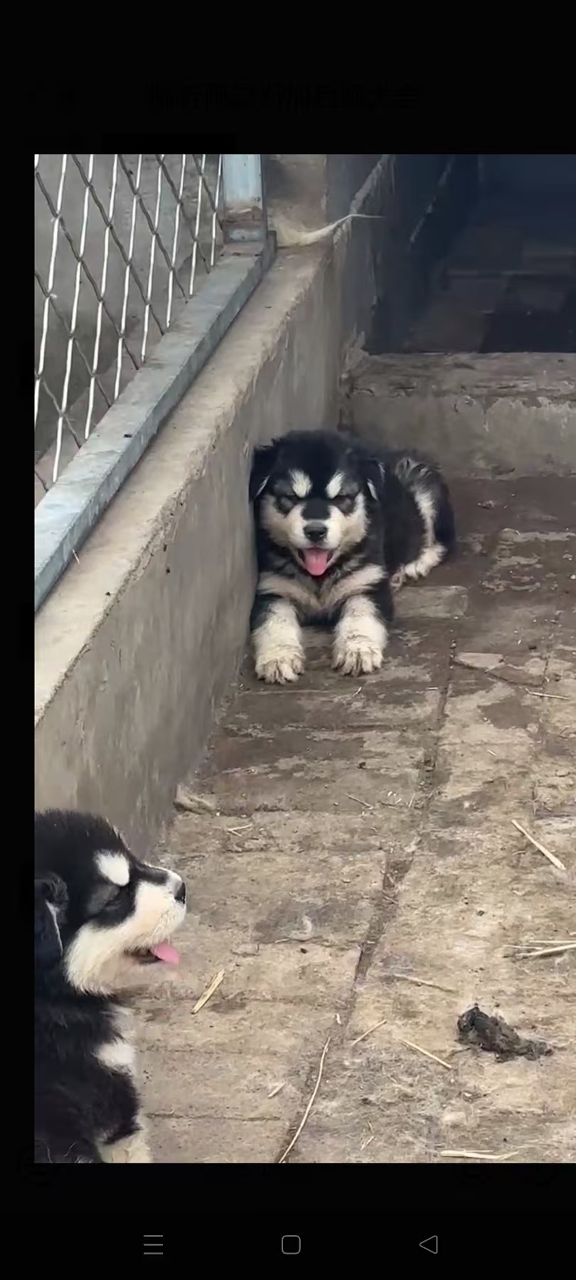 阿拉斯加